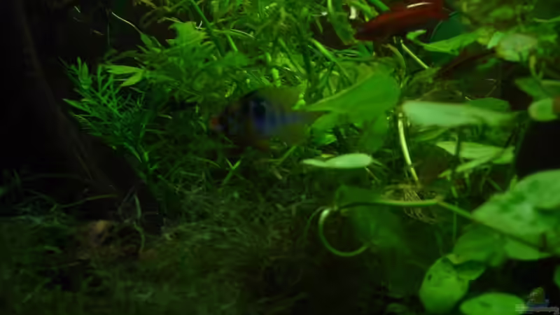 Besatz im Aquarium Becken 9690 von iptila (25)