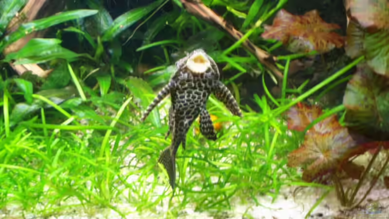 Besatz im Aquarium Becken 9721 von Peggy Findeisen (6)