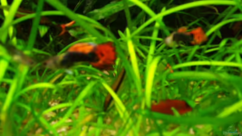 Besatz im Aquarium Becken 9721 von Peggy Findeisen (7)