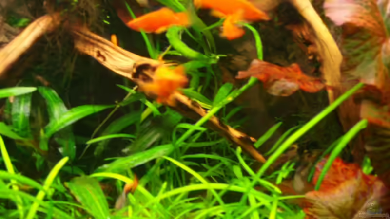 Besatz im Aquarium Becken 9721 von Peggy Findeisen (8)