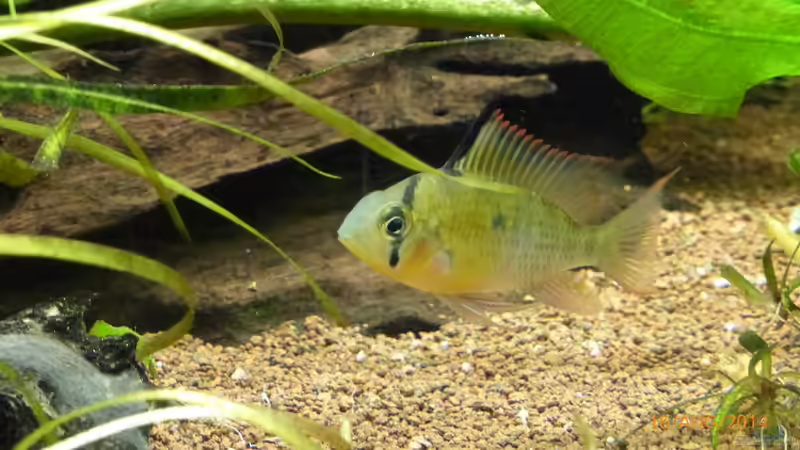 Besatz im Aquarium Becken 9749 (nur noch als Beispiel) von Blackwater (19)