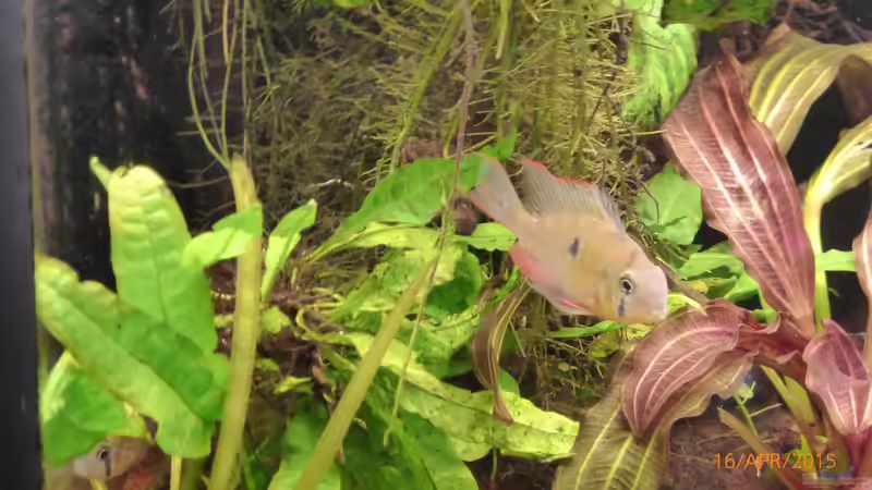 Besatz im Aquarium Becken 9749 (nur noch als Beispiel) von Blackwater (20)