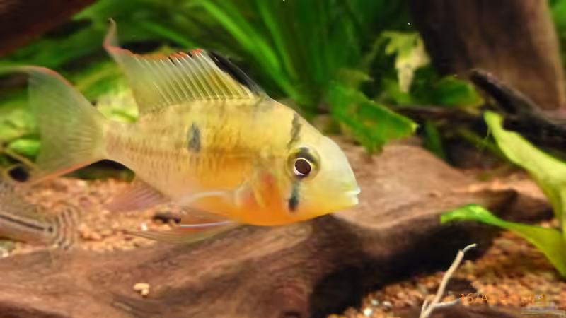 Besatz im Aquarium Becken 9749 (nur noch als Beispiel) von Blackwater (21)