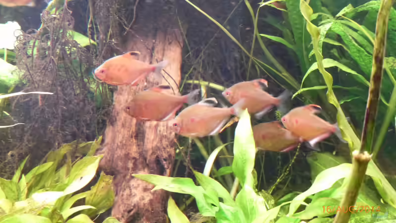 Besatz im Aquarium Becken 9749 (nur noch als Beispiel) von Blackwater (22)