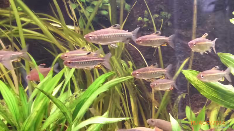 Besatz im Aquarium Becken 9749 (nur noch als Beispiel) von Blackwater (23)