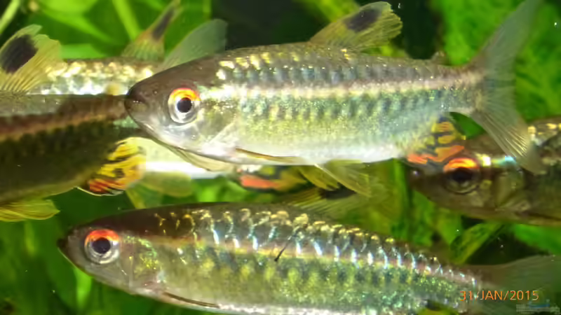 Besatz im Aquarium Becken 9749 (nur noch als Beispiel) von Blackwater (24)