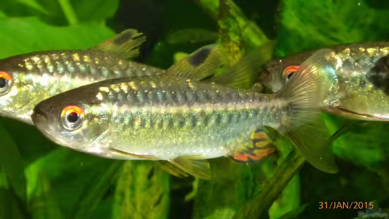 Besatz im Aquarium Becken 9749 (nur noch als Beispiel) von Blackwater (25)