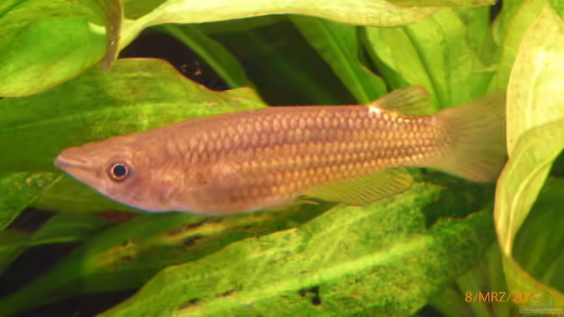 Besatz im Aquarium Becken 9749 (nur noch als Beispiel) von Blackwater (26)