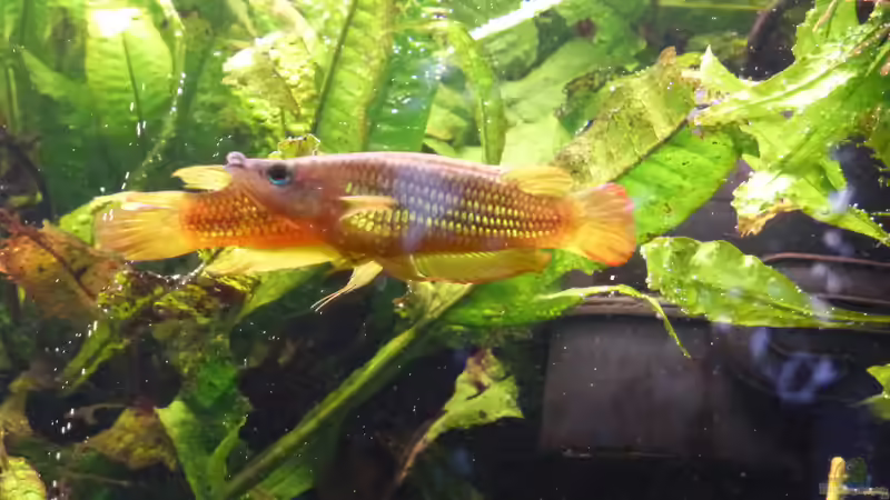 Besatz im Aquarium Becken 9749 (nur noch als Beispiel) von Blackwater (29)