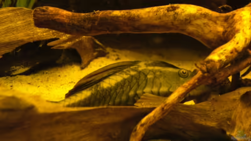 Besatz im Aquarium Becken 9749 (nur noch als Beispiel) von Blackwater (31)