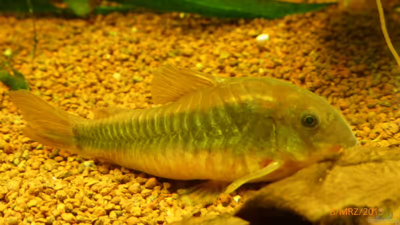 Besatz im Aquarium Becken 9749 (nur noch als Beispiel) von Blackwater (32)