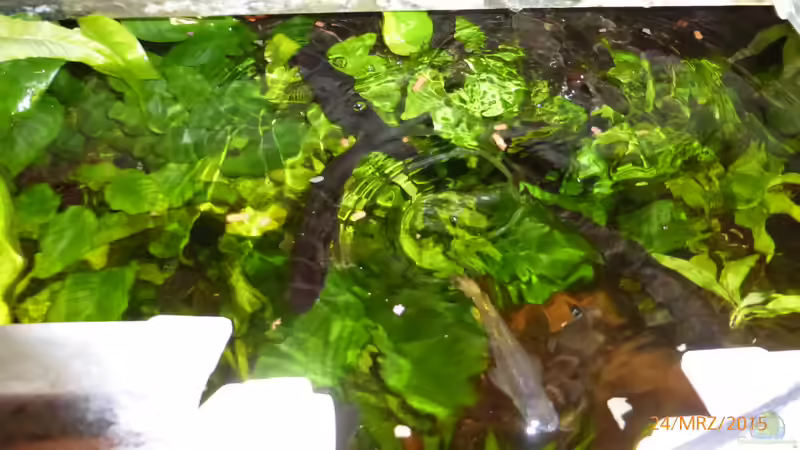 Besatz im Aquarium Becken 9749 (nur noch als Beispiel) von Blackwater (34)
