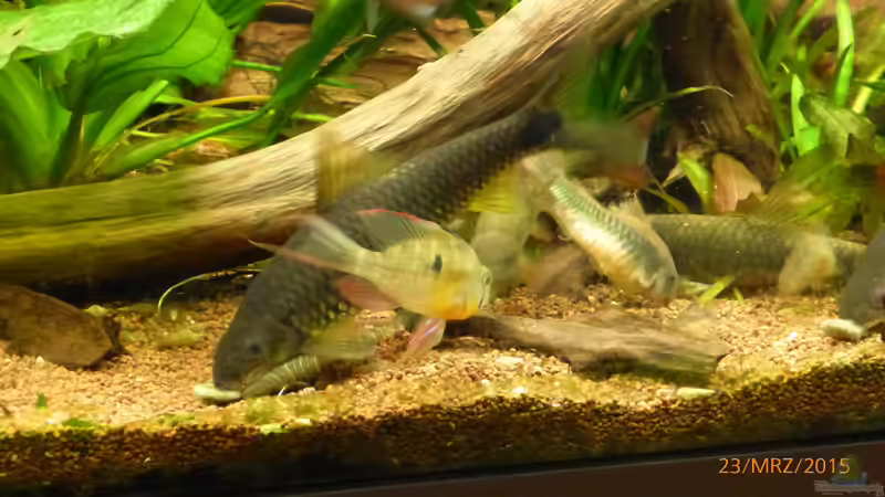 Besatz im Aquarium Becken 9749 (nur noch als Beispiel) von Blackwater (36)