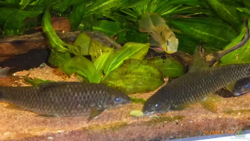 Besatz im Aquarium Becken 9749 (nur noch als Beispiel) von Blackwater (37)