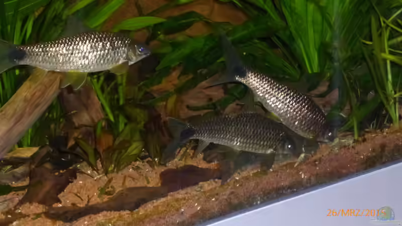 Besatz im Aquarium Becken 9749 (nur noch als Beispiel) von Blackwater (38)