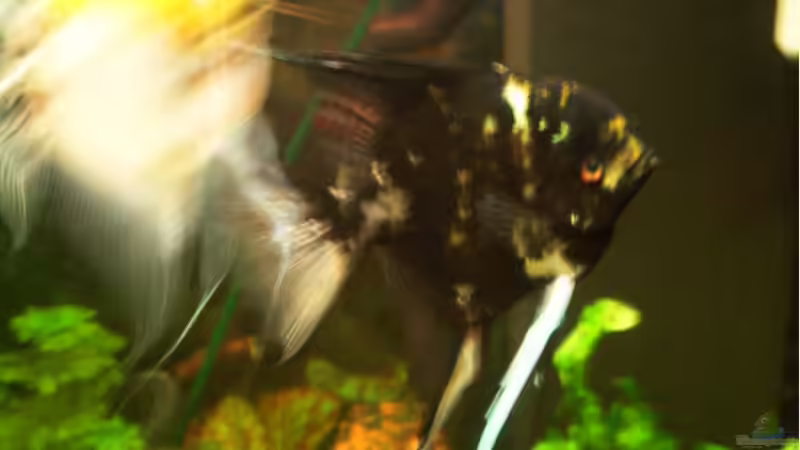 Besatz im Aquarium Becken 976 von Claus Belli (10)