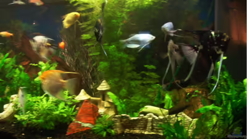 Besatz im Aquarium Becken 976 von Claus Belli (11)