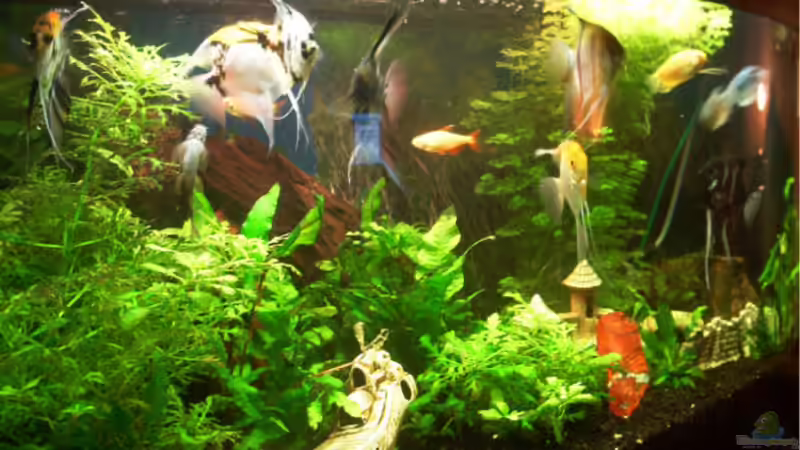 Besatz im Aquarium Becken 976 von Claus Belli (9)