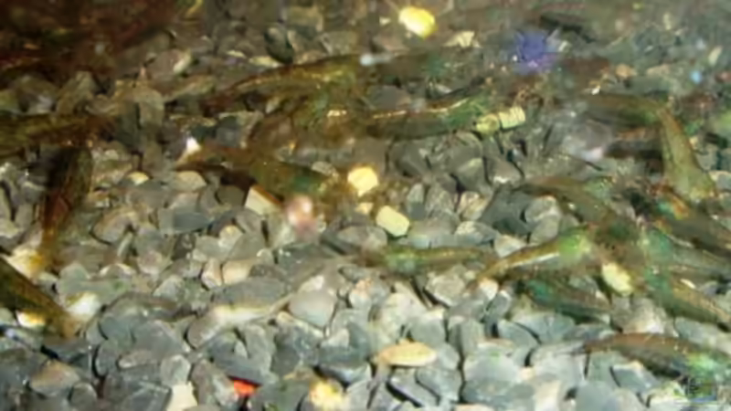 Besatz im Aquarium Becken 9764 von aetti (7)