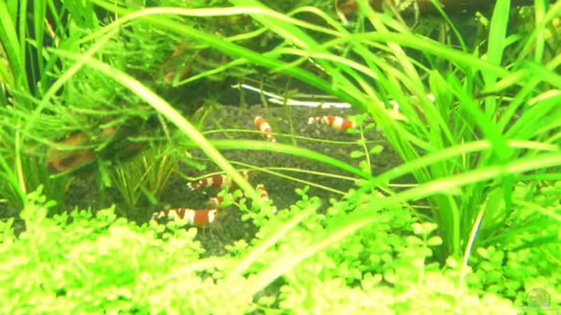 Besatz im Aquarium Becken 9770 von Alex Malsam (7)