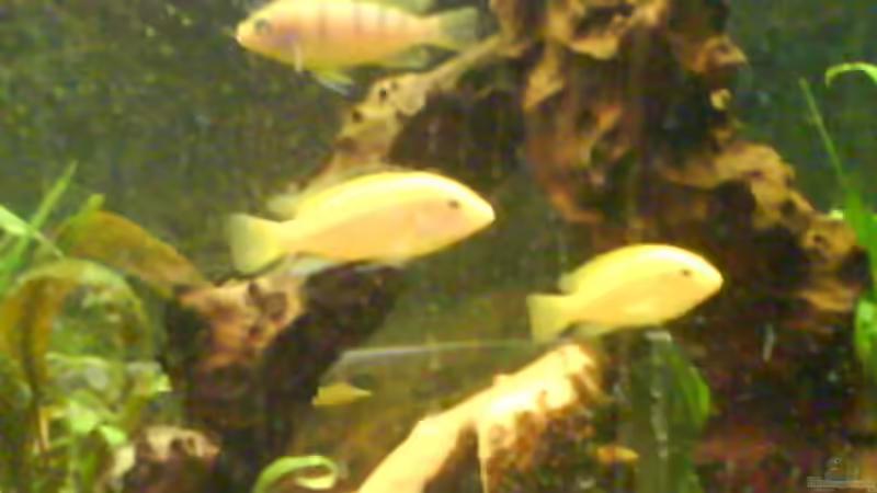 Besatz im Aquarium Becken 9772 von Sacha Gerwill (6)