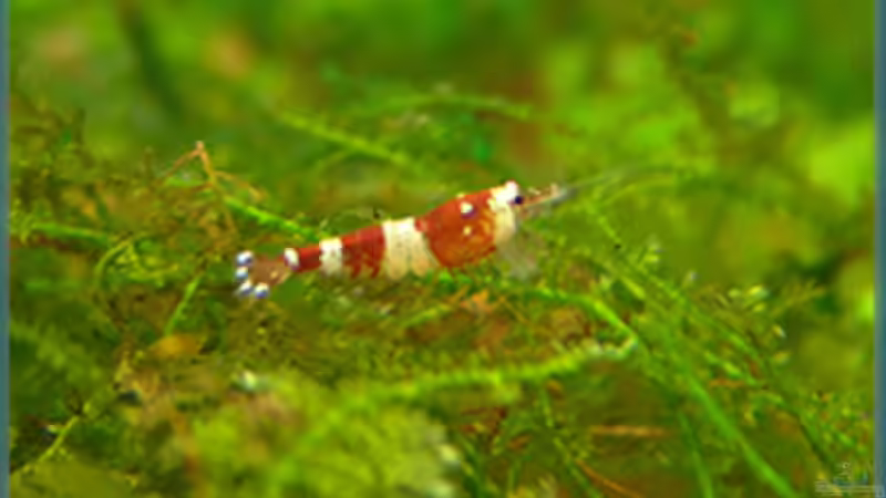 Besatz im Aquarium Becken 9788 von Michael Schwendinger (8)