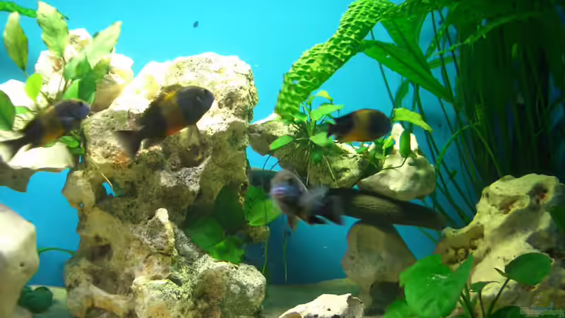 Besatz im Aquarium Becken 979 von Randy Scholz (4)