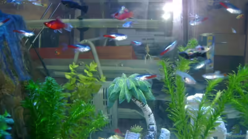 Besatz im Aquarium Becken 9790 von Robert Bratzik (14)