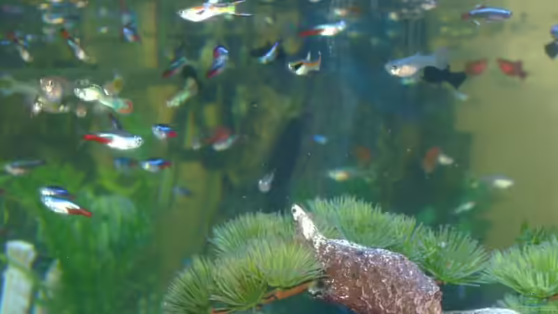 Besatz im Aquarium Becken 9790 von Robert Bratzik (15)