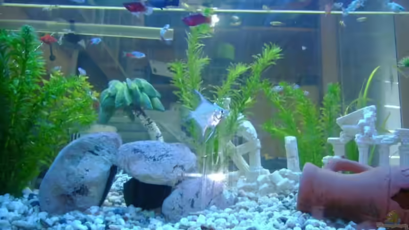 Besatz im Aquarium Becken 9790 von Robert Bratzik (16)