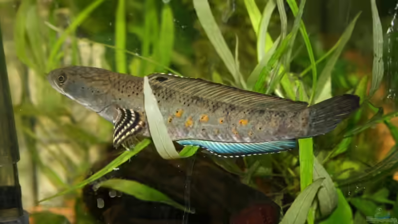 Besatz im Aquarium Becken 9798 von Taki (5)