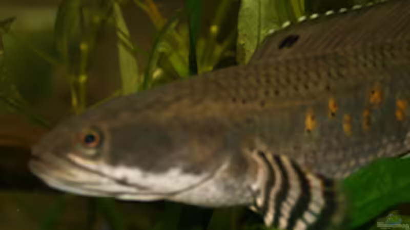 Besatz im Aquarium Becken 9798 von Taki (6)