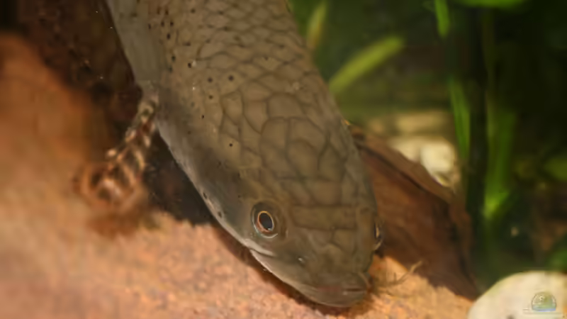 Besatz im Aquarium Becken 9798 von Taki (7)