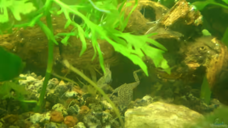 Besatz im Aquarium Becken 9804 von ninimuckel (2)