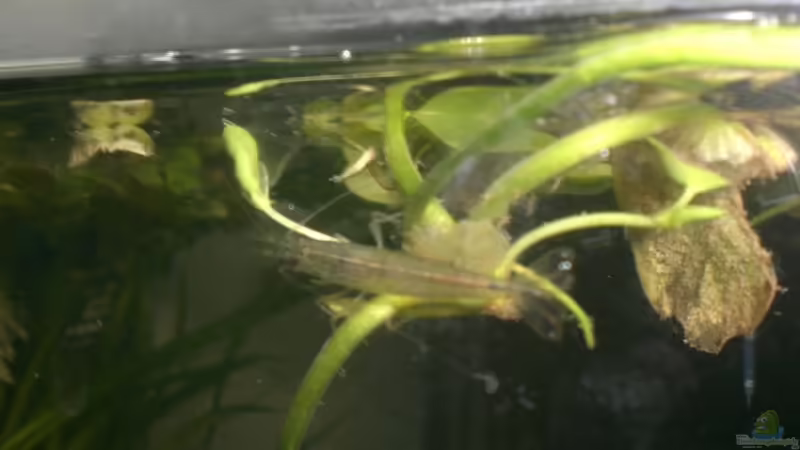 Besatz im Aquarium Becken 9804 von ninimuckel (3)