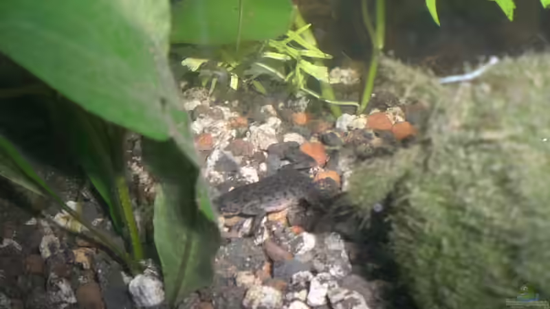 Besatz im Aquarium Becken 9804 von ninimuckel (4)