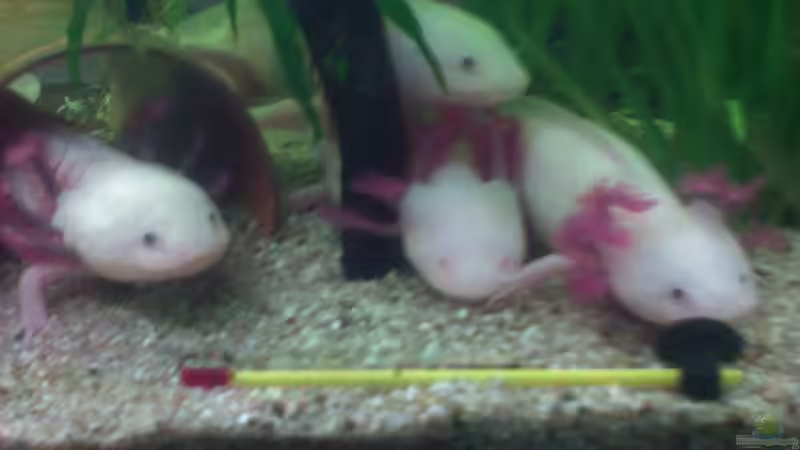 Besatz im Aquarium Becken 9819 von ruepel-rocker (10)