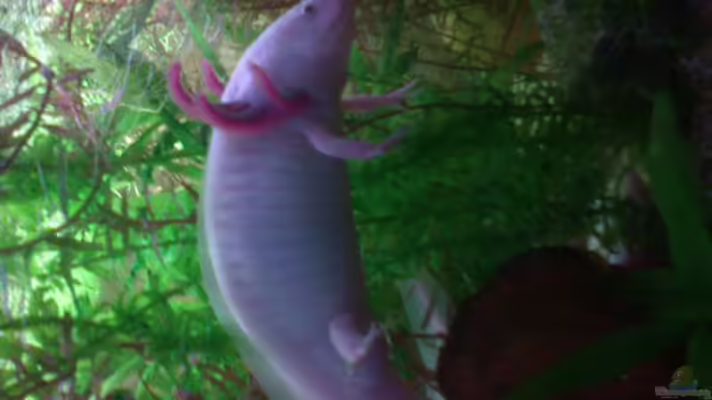 Besatz im Aquarium Becken 9819 von ruepel-rocker (6)