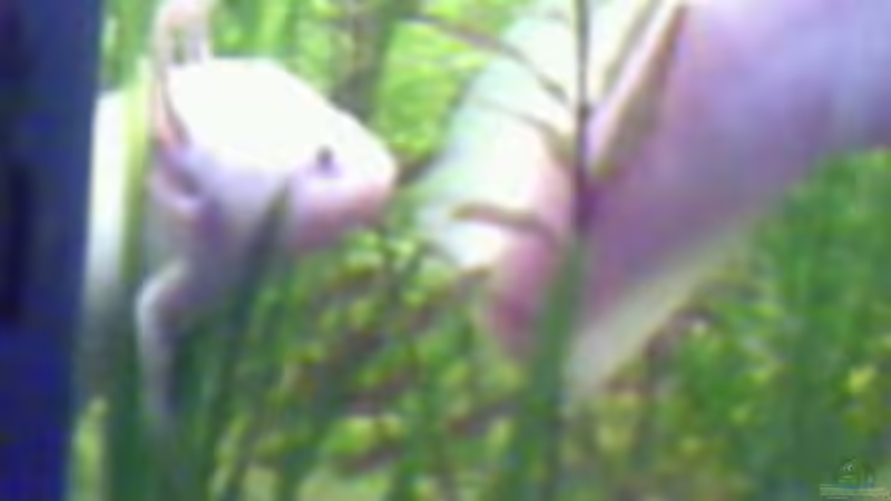 Besatz im Aquarium Becken 9819 von ruepel-rocker (8)