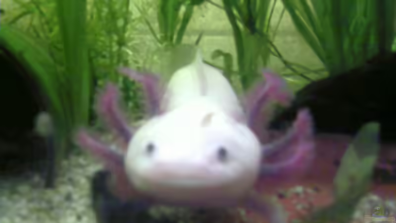 Besatz im Aquarium Becken 9819 von ruepel-rocker (9)