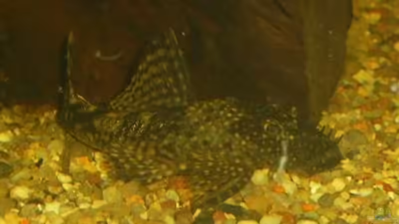 Besatz im Aquarium Becken 9820 von Butterblume (10)