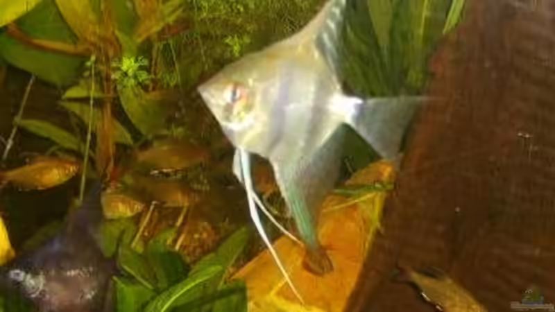 Besatz im Aquarium Becken 9820 von Butterblume (12)