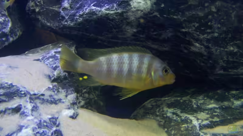 Besatz im Aquarium Becken 9840 von FinalDragon (19)