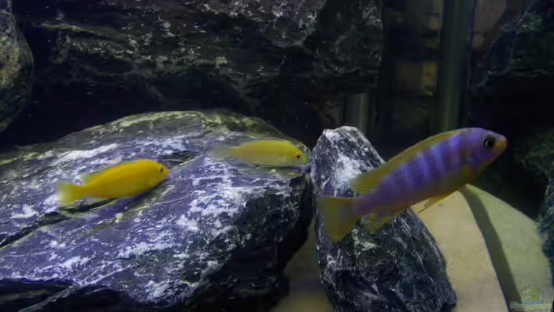 Besatz im Aquarium Becken 9840 von FinalDragon (24)