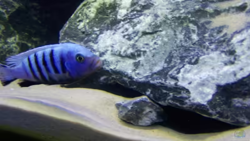 Besatz im Aquarium Becken 9840 von FinalDragon (25)