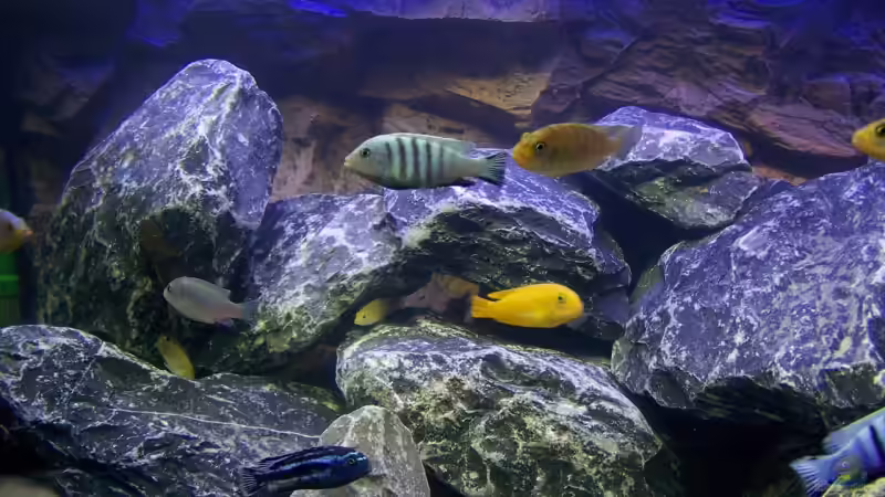 Besatz im Aquarium Becken 9840 von FinalDragon (27)