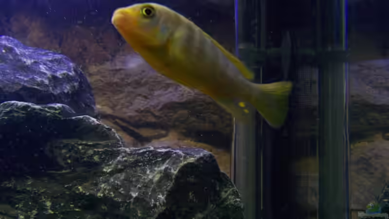 Besatz im Aquarium Becken 9840 von FinalDragon (28)