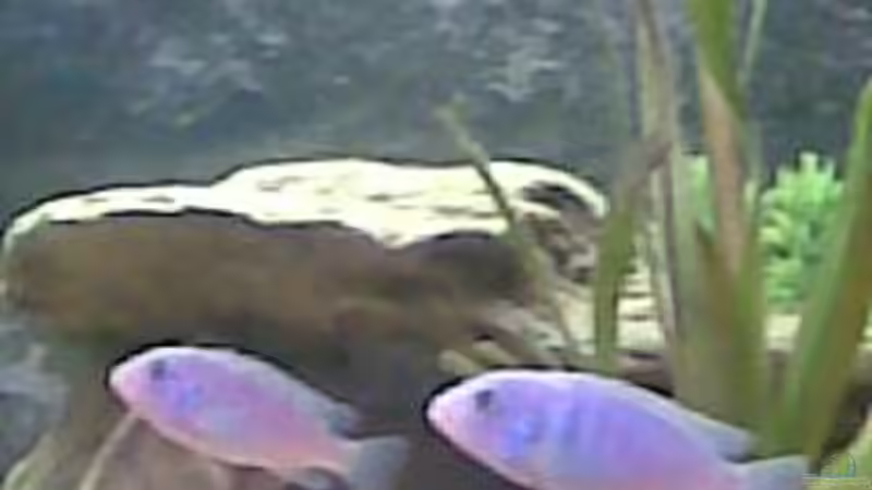 Besatz im Aquarium Becken 9853 von Danny Fröhlich (4)