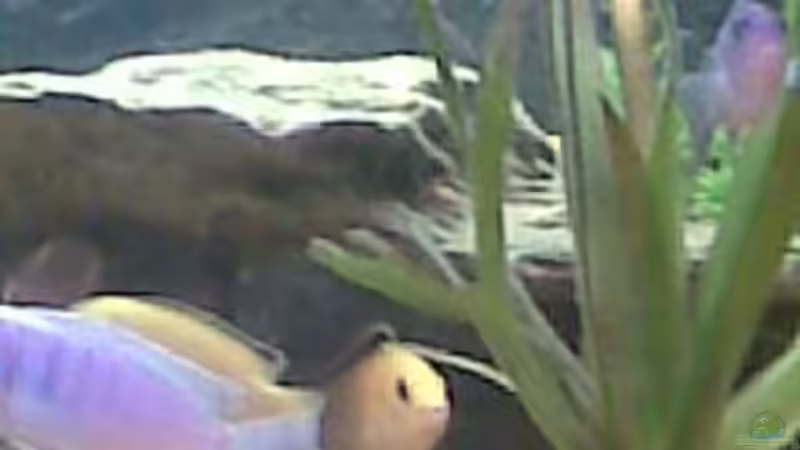 Besatz im Aquarium Becken 9853 von Danny Fröhlich (6)