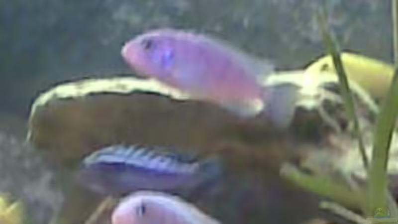 Besatz im Aquarium Becken 9853 von Danny Fröhlich (7)